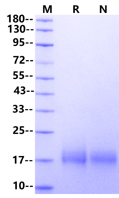IL-4 Protein, Mouse