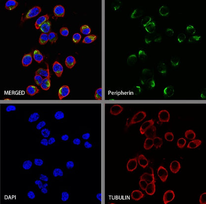 Peripherin Rabbit Polyclonal Antibody