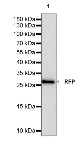 RFP Recombinant Rabbit mAb (S-1006-109)