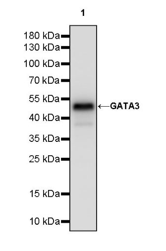 GATA3 Recombinant Mouse mAb (SDT-3180)