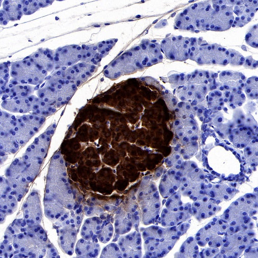 Insulin Recombinant Rabbit mAb (S-638-19)