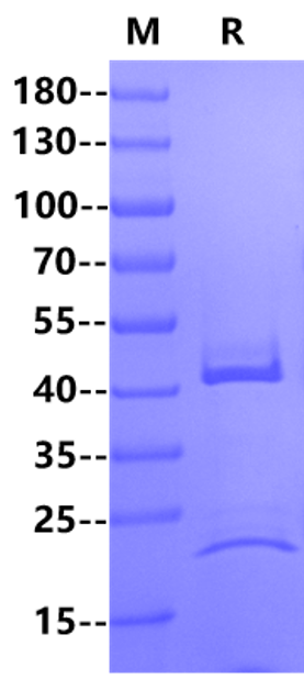 IL-23 Protein, Rat