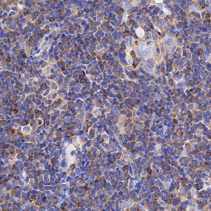 CD137 Recombinant Rabbit mAb (S-547-17)