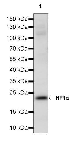 HP1α Recombinant Rabbit mAb (S-1462-53)