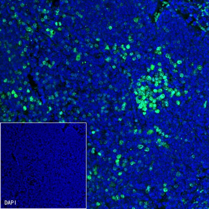 Goat Anti-Rabbit IgG (H+L) (min X Hu Sr Prot) (Alexa Fluor® 488 Conjugate)