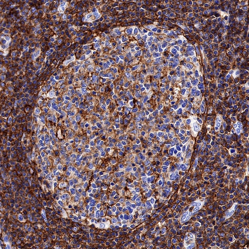 CD44 Recombinant Rabbit mAb (S-944-25)