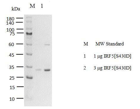 IRF5[S430D] Avi&CBD Tag Protein, Human