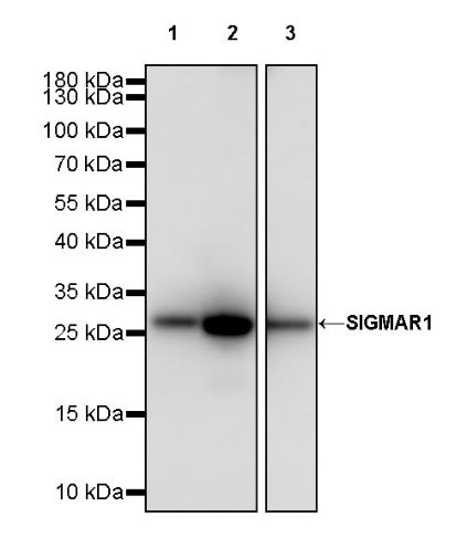 SIGMAR1 Recombinant Rabbit mAb (S-2079-270)