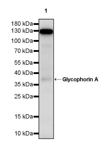 Glycophorin A Recombinant Rabbit mAb (SDT-3349)