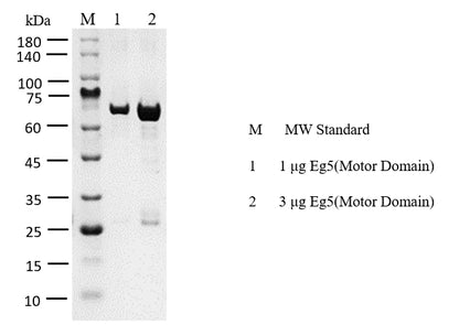 Eg5(Motor Domain) Protein