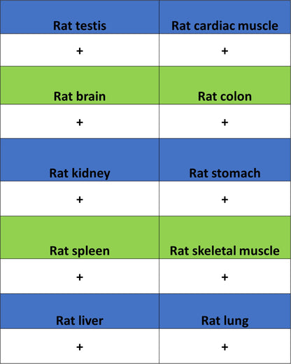 IRF3 Recombinant Rabbit mAb (S-3916-22)