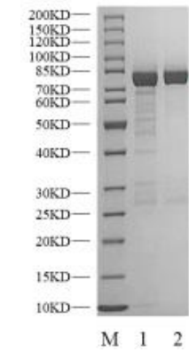 LYNa GST Tag Protein, Human