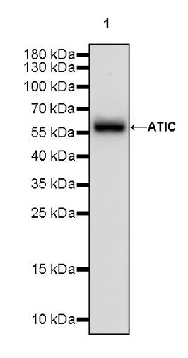 ATIC Rabbit Polyclonal Antibody