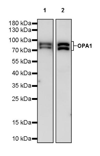 OPA1 Recombinant Rabbit mAb (S-2189-65)