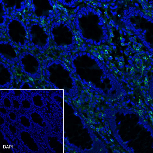CD45 Recombinant Rabbit mAb (Alexa Fluor® 488 Conjugate) (S-R035)