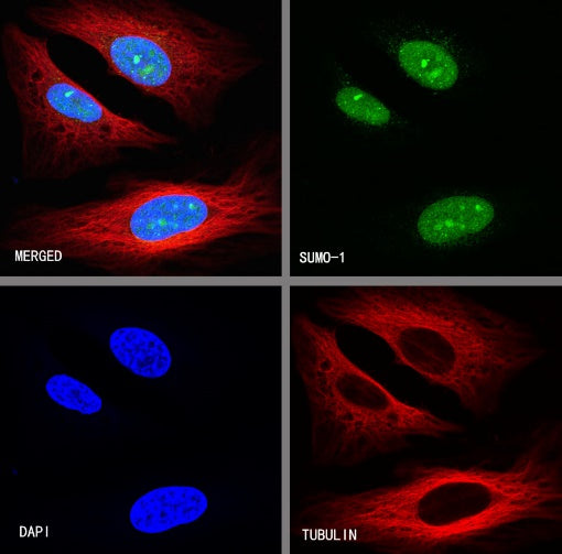 SUMO-1 Recombinant Rabbit mAb (S-625-111)
