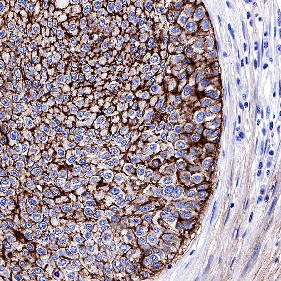 CD9 Recombinant Rabbit mAb,PBS Only (SDT-143-53)