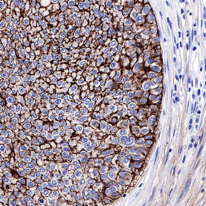CD9 Recombinant Rabbit mAb,PBS Only (SDT-143-53)