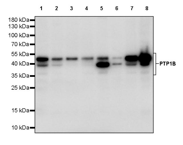 PTP1B Rabbit Polyclonal Antibody