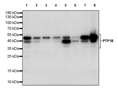 PTP1B Rabbit Polyclonal Antibody