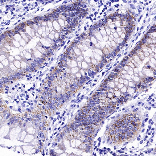 Claudin 3+Claudin 9 Recombinant Rabbit mAb (SDT-1452-80)