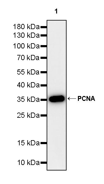 PCNA Recombinant Rabbit mAb (S-5313)