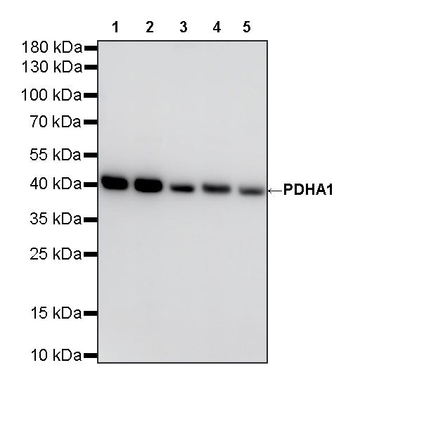 PDHA1 Recombinant Rabbit mAb