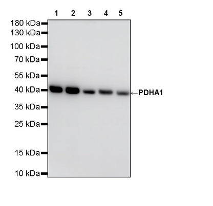 PDHA1 Recombinant Rabbit mAb