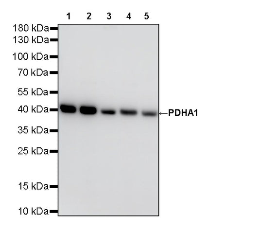 PDHA1 Recombinant Rabbit mAb