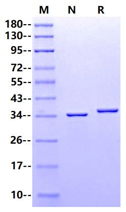 PNGase F