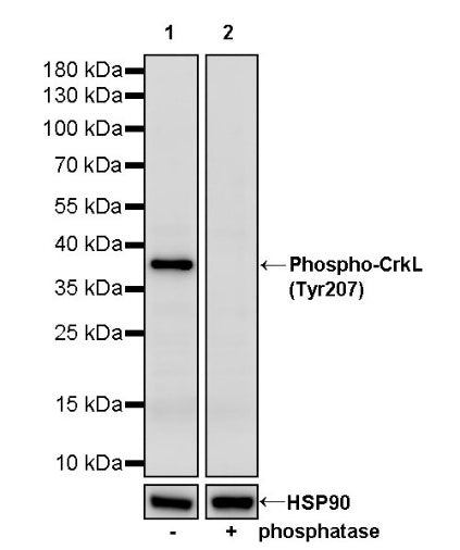 Phospho-CrkL (Tyr207) Rabbit Polyclonal Antibody
