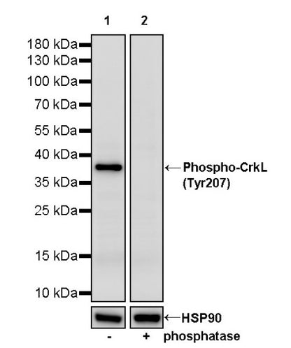 Phospho-CrkL (Tyr207) Rabbit Polyclonal Antibody