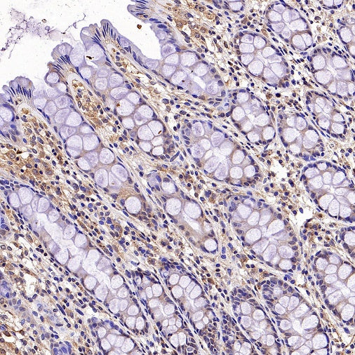 IFIT3 Recombinant Rabbit mAb (S-1893-45)