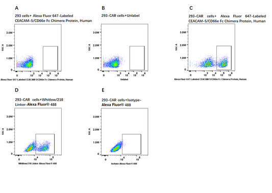 Alexa Fluor 647-Labeled CEACAM-5/CD66e Fc Chimera Protein, Human
