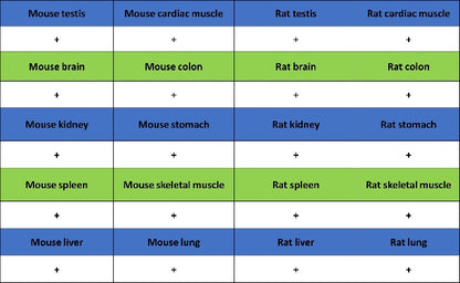 Vinculin Recombinant Mouse mAb (S-916-217)