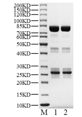 STAT6 GST Tag Protein, Human