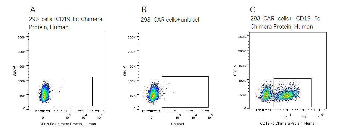 CD19 Fc Chimera Protein, Human