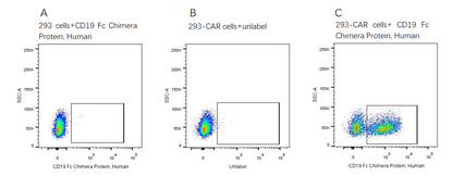 CD19 Fc Chimera Protein, Human