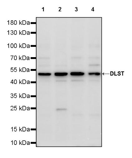 DLST Rabbit Polyclonal Antibody