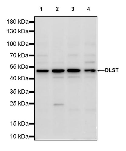 DLST Rabbit Polyclonal Antibody