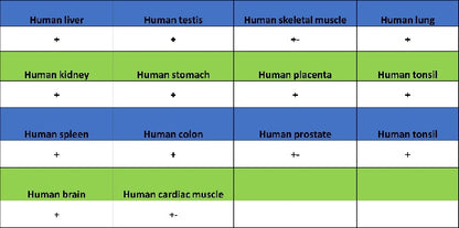 SP100 Rabbit Polyclonal Antibody