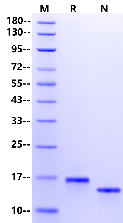 IL-3 Protein, Rat
