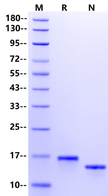 IL-3 Protein, Rat