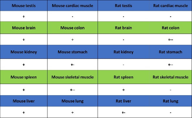 TCF1/TCF7 Recombinant Rabbit mAb (S-3486)
