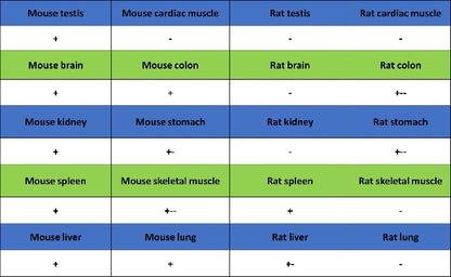 TCF1/TCF7 Recombinant Rabbit mAb (S-3486)