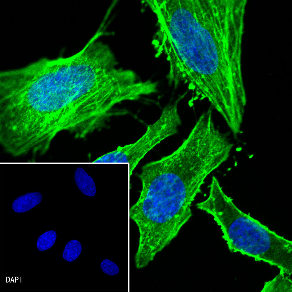 β-actin Recombinant Rabbit mAb (Alexa Fluor® 488 Conjugate) (SDT-R015)