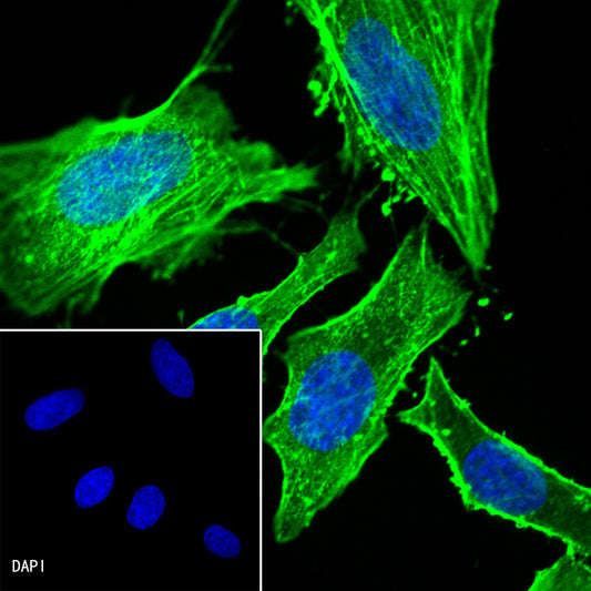 β-actin Recombinant Rabbit mAb (Alexa Fluor® 488 Conjugate) (SDT-R015)