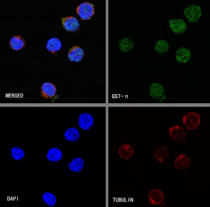 S-RMab® GST-π Recombinant Rabbit mAb (SDT-561-78)