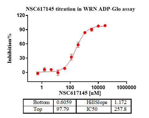 WRN Protein,Human