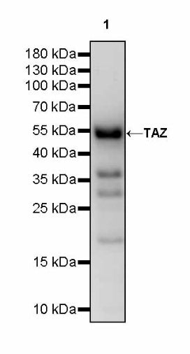 TAZ Recombinant Rabbit mAb (S-2812-102)